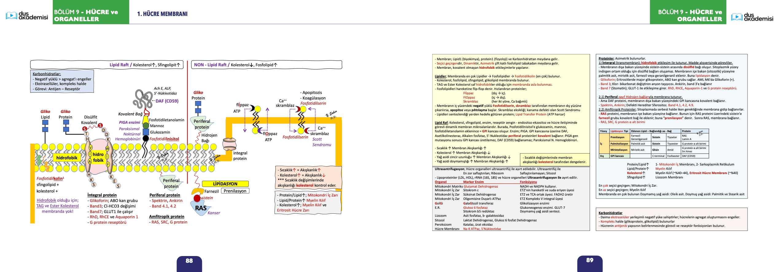 Flash DUS Biyokimya ve Genetik Konu Kitabı (a5 Formatı) — görsel 2