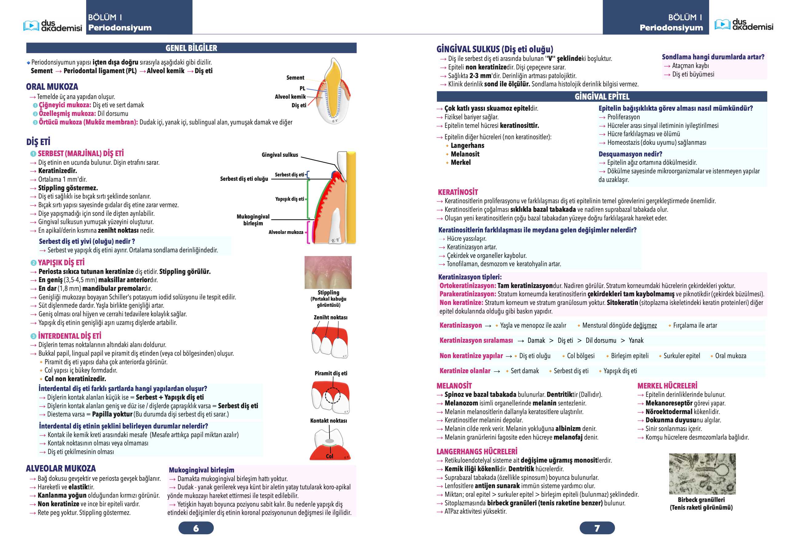 DUS Periodontoloji Konu Kitabı — görsel 7