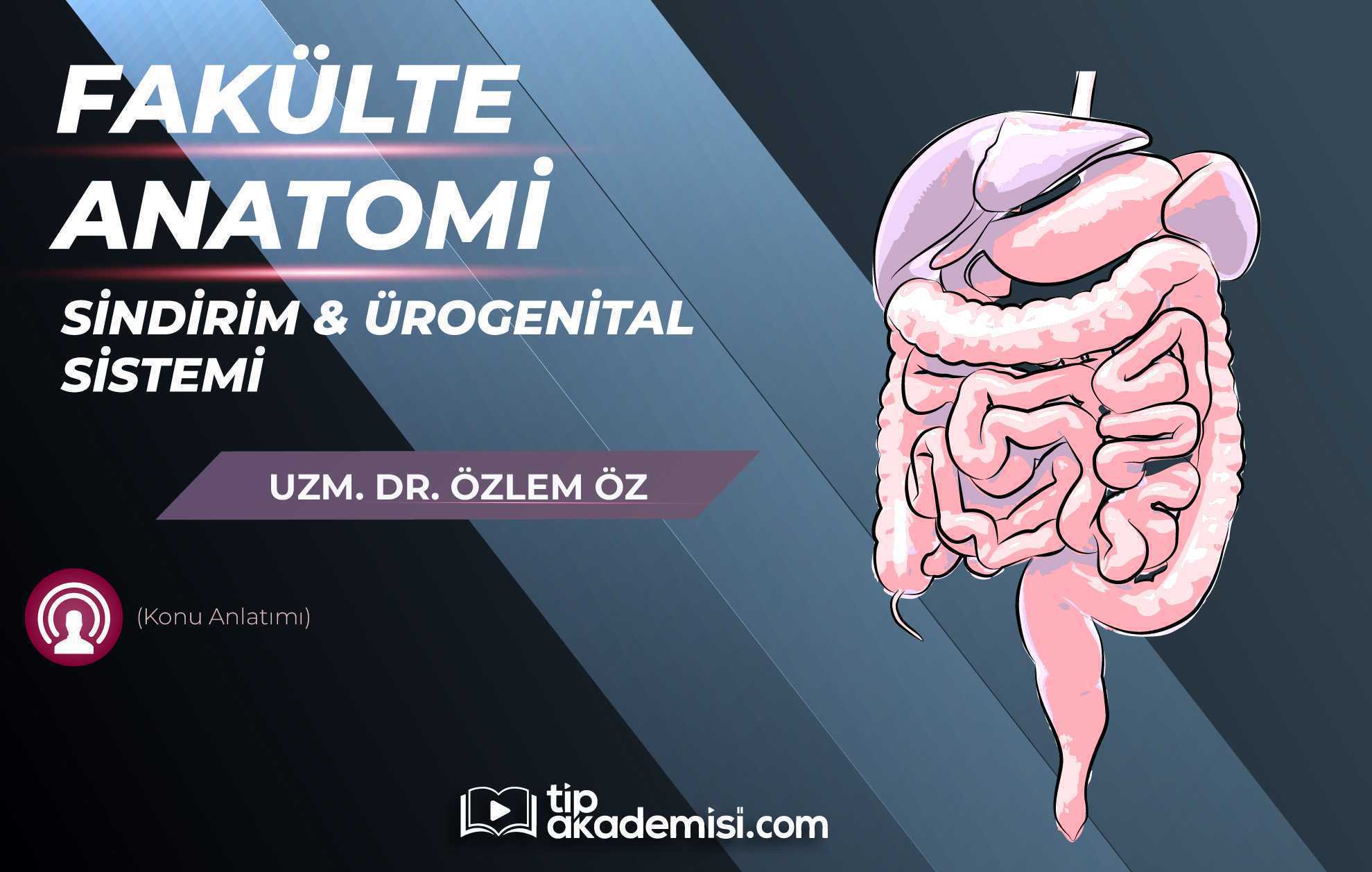 Fakülte Dönem 1-2 Anatomi Sindirim ve Ürogenital Sistemi (Konu Anlatımı)