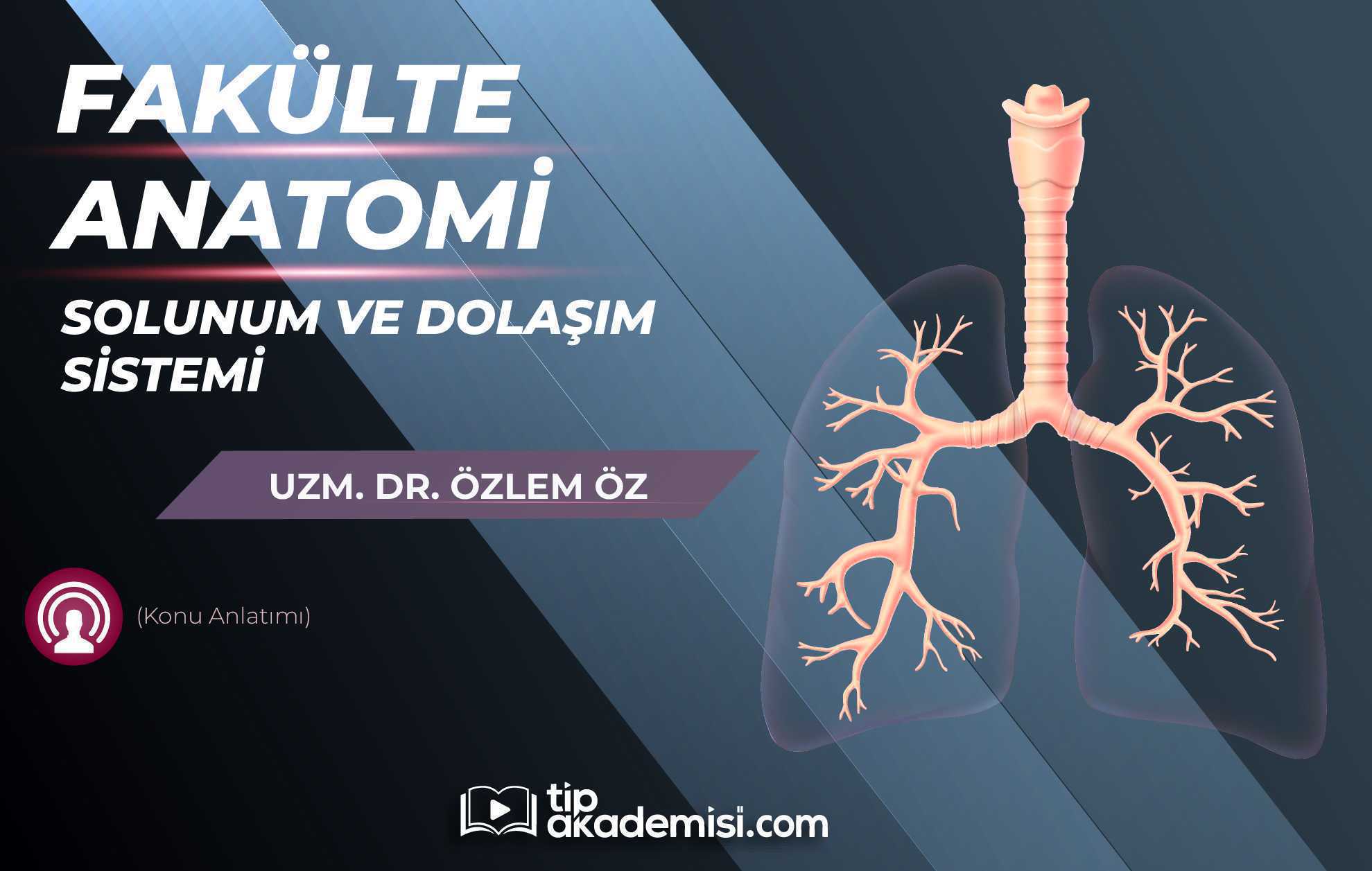Fakülte Dönem 1-2 Anatomi Solunum ve Dolaşım Sistemi (Konu Anlatımı)