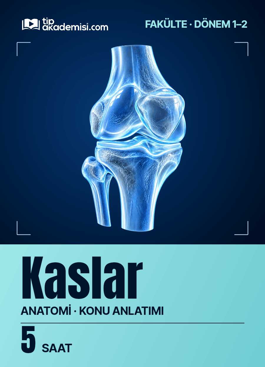 Fakülte Dönem 1-2 Anatomi Kaslar (Konu Anlatımı) — görsel 5