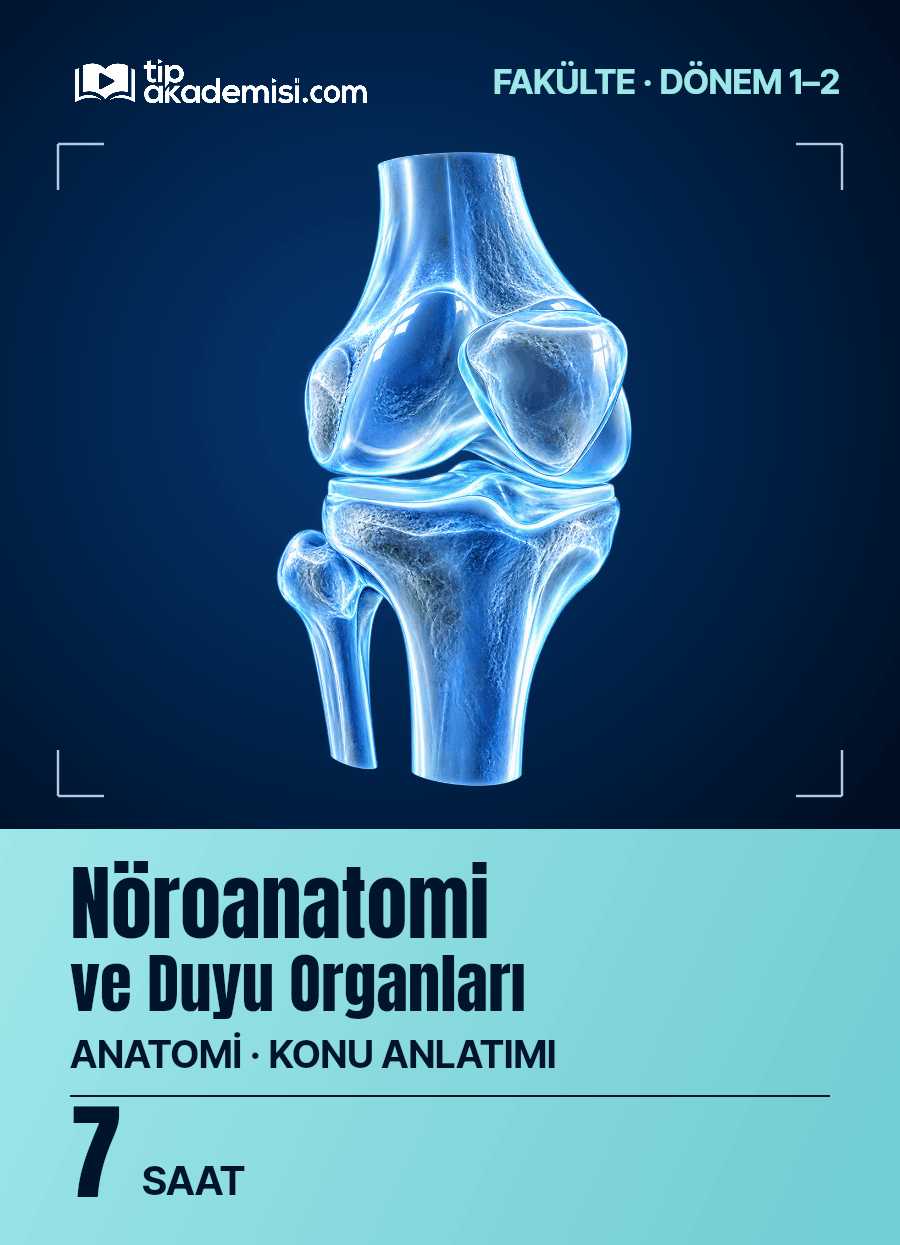 Fakülte Dönem 1-2 Anatomi Nöroanatomi ve Duyu Organları (Konu Anlatımı) — görsel 5