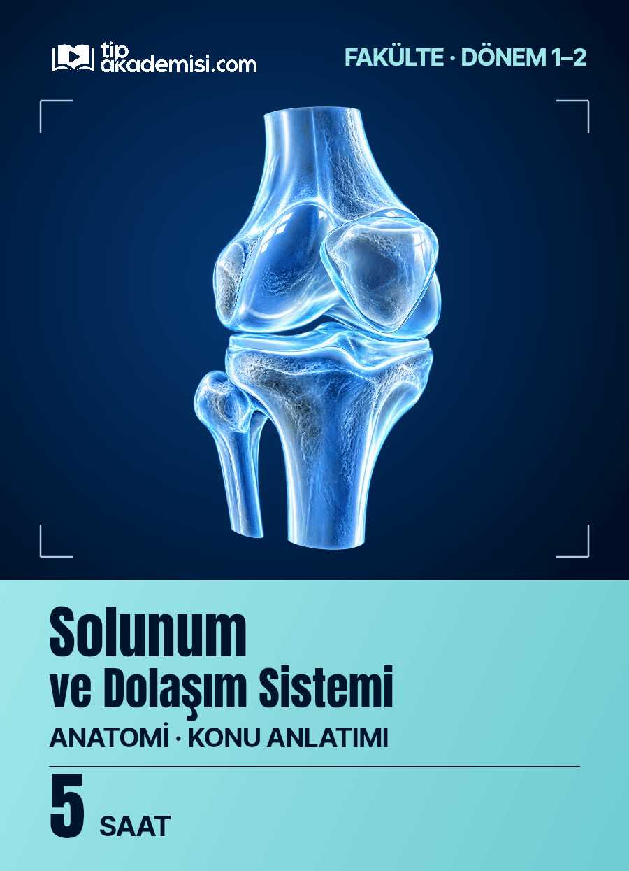 Fakülte Dönem 1-2 Anatomi Solunum ve Dolaşım Sistemi (Konu Anlatımı) — görsel 5