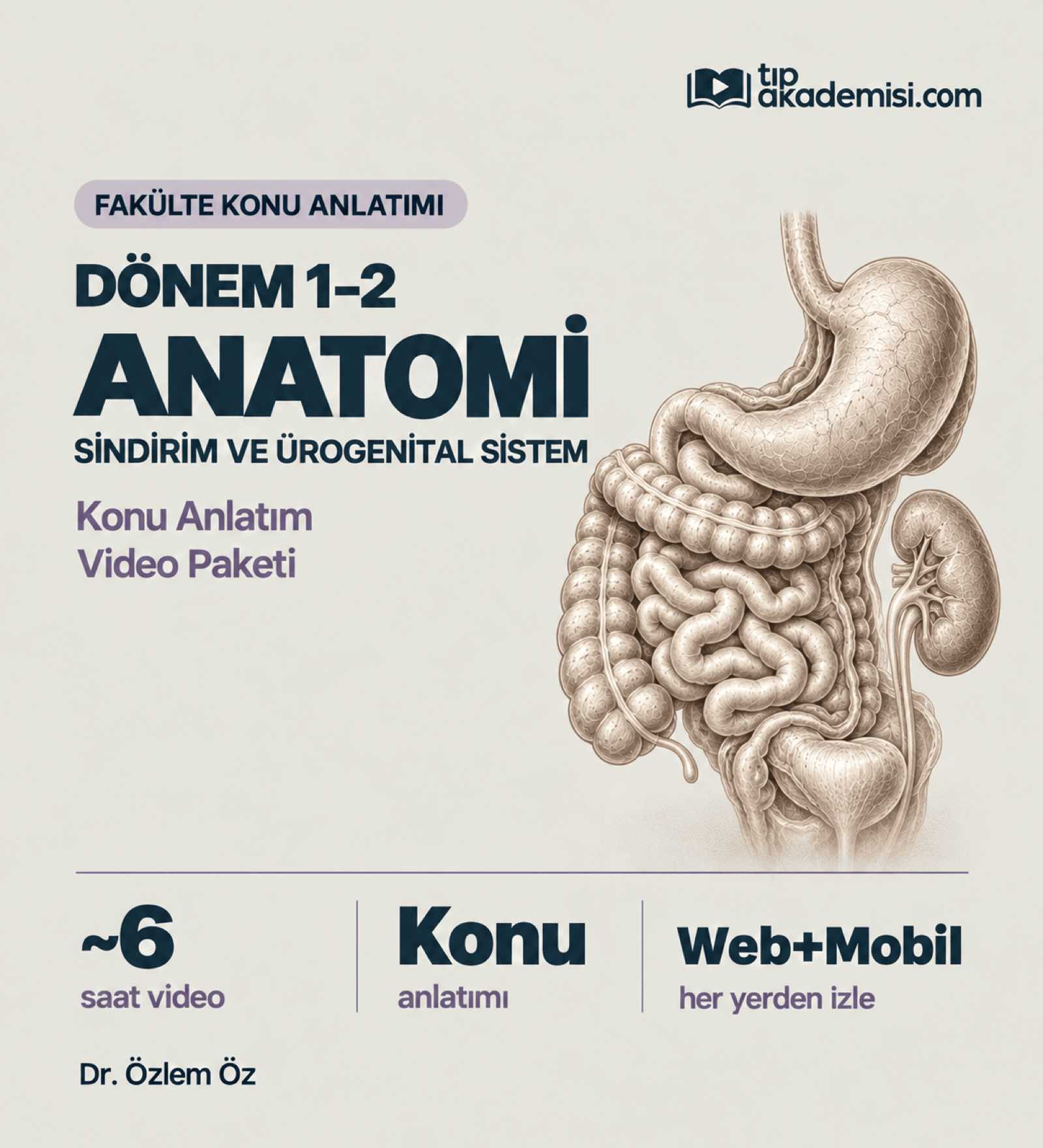 Fakülte Dönem 1-2 Anatomi Sindirim ve Ürogenital Sistemi (Konu Anlatımı) — görsel 2