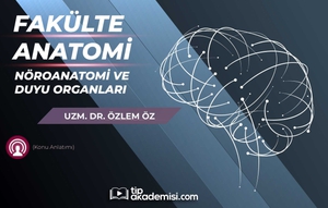 Fakülte Dönem 1-2 Anatomi Nöroanatomi ve Duyu Organları (Konu Anlatımı)